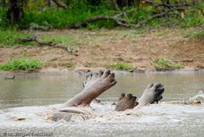 Flusspferd (87 von 104).jpg